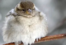 Photo of Во Берово утрово -9, во скопски Петровец -8 степени