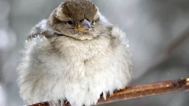Photo of Во Берово утрово -9, во скопски Петровец -8 степени