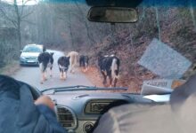 Photo of Призма: Десет години, 600 подивени крави и една неспособна држава