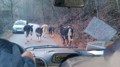 Photo of Призма: Десет години, 600 подивени крави и една неспособна држава