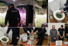 Photo of „Семеен бизнис“ во Богородица: Таткото ја одгледувал во шатор, синот ја пуштал во ВЦ шолја – откриена лабораторија за марихуана