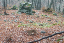 Photo of (ВИДЕО) Мало рисче снимено во националниот парк „Шар Планина“