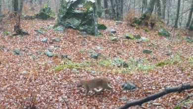 Photo of (ВИДЕО) Мало рисче снимено во националниот парк „Шар Планина“