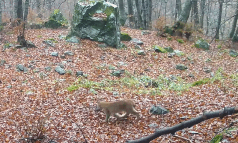 Photo of (ВИДЕО) Мало рисче снимено во националниот парк „Шар Планина“