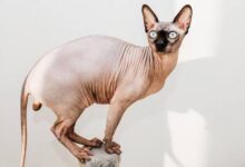 Photo of Мачките без влакна забранети во Холандија од 1 јануари