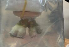 Photo of ФОТО | Наш возач шверцувал живи корали во автобус, му ги запленија бугарски цариници