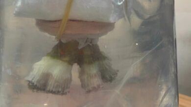 Photo of ФОТО | Наш возач шверцувал живи корали во автобус, му ги запленија бугарски цариници