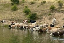 Photo of Се бара помош од Армијата да се справи со 600-те крави, вредни 1.000.000 евра, кои пустошат низ Паланечко?!