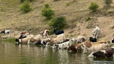 Photo of Се бара помош од Армијата да се справи со 600-те крави, вредни 1.000.000 евра, кои пустошат низ Паланечко?!