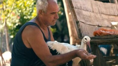 Photo of „Приказната за Силјан“ на Котевска не успеа да влезе во топ 15 филмови во трката за „Оскар“