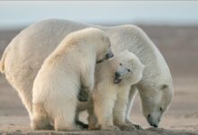 Photo of Поларните мечки користат „гени за брзо препишување на својата ДНК“ за да го преживеат топењето на глечерите