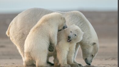 Photo of Поларните мечки користат „гени за брзо препишување на својата ДНК“ за да го преживеат топењето на глечерите