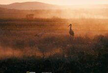 Photo of „Приказната за Силјан“ доби и номинација за награда во категорија за исклучителен продуцент