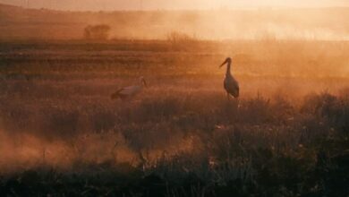 Photo of „Приказната за Силјан“ доби и номинација за награда во категорија за исклучителен продуцент