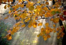 Photo of Најмногу дожд во Маврови Анови