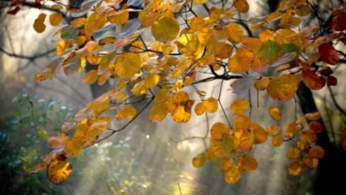 Photo of Најмногу дожд во Маврови Анови