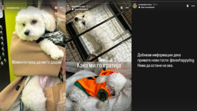 Photo of По три дена, пансионот „Ав ав хепи дог“ негира присуство на парвовирус, иако сопственичка тврди дека таму и било заразено кучето кое угина