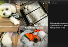 Photo of Сомнежи за парво вирус во пансион за кучиња во Скопје: сопственичка тврди дека миленикот ѝ угинал по престој во „Ав, ав“, заразени и други миленици