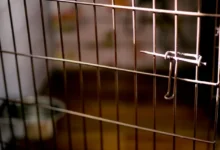 Photo of Со месеци го злоставувала сопругот – го држела во кафез за кучиња, го тепала и не му давала храна