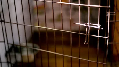 Photo of Со месеци го злоставувала сопругот – го држела во кафез за кучиња, го тепала и не му давала храна