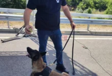 Photo of Полициското куче Атина се грижи за безбедноста, нејзина специјалност е заштита од експлозивни средства и направи