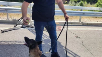 Photo of Полициското куче Атина се грижи за безбедноста, нејзина специјалност е заштита од експлозивни средства и направи