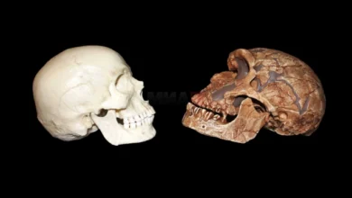 Photo of Фосили пронајдени во Мароко – можни блиски предци на хомосапиенс