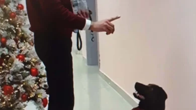 Photo of Лабрадор вклучен во терапевтскиот процес на Клиниката за психијатрија