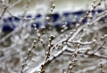 Photo of Утре облачно со повремени локални врнежи од снег