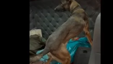 Photo of Куче-душкач открило дрога во вредност од 1,7 милиони евра на пристаништето во грчкиот град Патра