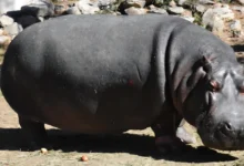 Photo of Во битолската Зоолошка градина почина нилскиот коњ Берта