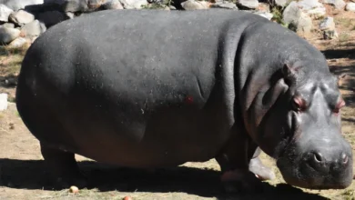 Photo of Во битолската Зоолошка градина почина нилскиот коњ Берта