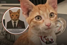 Photo of Мексиканска фирма го вработи мачорот Мјаурисио како „менаџер за емоционална поддршка“