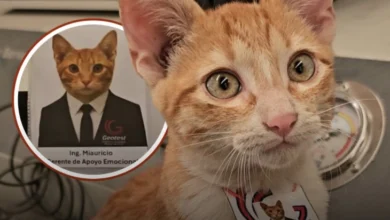 Photo of Мексиканска фирма го вработи мачорот Мјаурисио како „менаџер за емоционална поддршка“