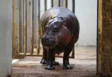 Photo of Четворица загинати по напад од нилски коњ во Кенија