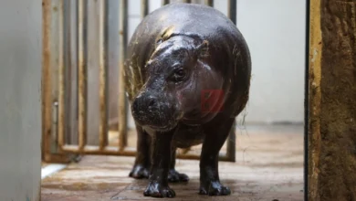 Photo of Четворица загинати по напад од нилски коњ во Кенија