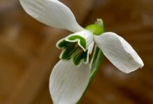 Photo of Македонката Galanthus subalpinus од Кораб  –  новооткриен, а веќе загрозен цвет од листата Топ 10