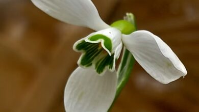 Photo of Македонката Galanthus subalpinus од Кораб  –  новооткриен, а веќе загрозен цвет од листата Топ 10