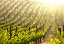 Photo of Левица обвинува за милионски криминал:„Началник од Министерство за земјоделие осигурал туѓи поседи и ги користел субвенциите“