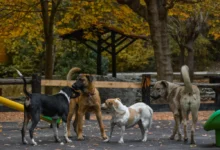 Photo of Анима Мунди: Непознати глутници се појавија преку ноќ – пронајдени улични кучиња од Албанија во Скопје, се бара истрага и проверка на безбедносните камери