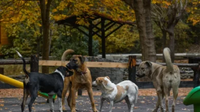 Photo of Анима Мунди: Непознати глутници се појавија преку ноќ – пронајдени улични кучиња од Албанија во Скопје, се бара истрага и проверка на безбедносните камери