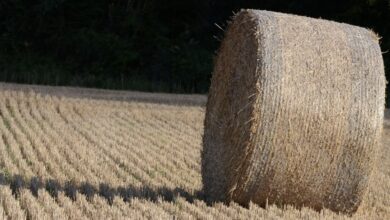 Photo of Маскирани лица запалиле бали со сено во Дебрца
