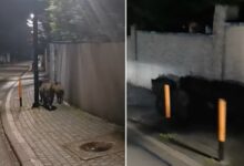 Photo of (ВИДЕО) Диви свињи прошетаа низ скопска населба