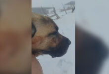 Photo of (Видео) Куче влезе во жестока борба со волк и успеа да го спаси стадото