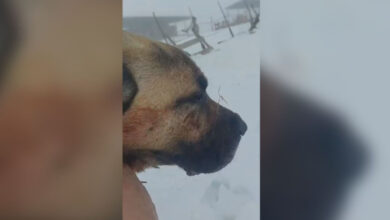 Photo of (Видео) Куче влезе во жестока борба со волк и успеа да го спаси стадото