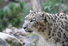 Photo of (Видео) Скијачка нападната од снежен леопард во Кина