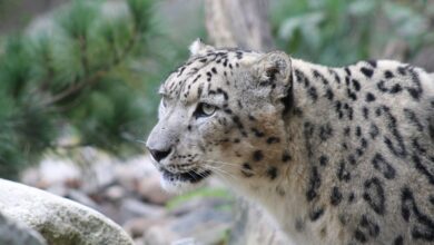 Photo of (Видео) Скијачка нападната од снежен леопард во Кина