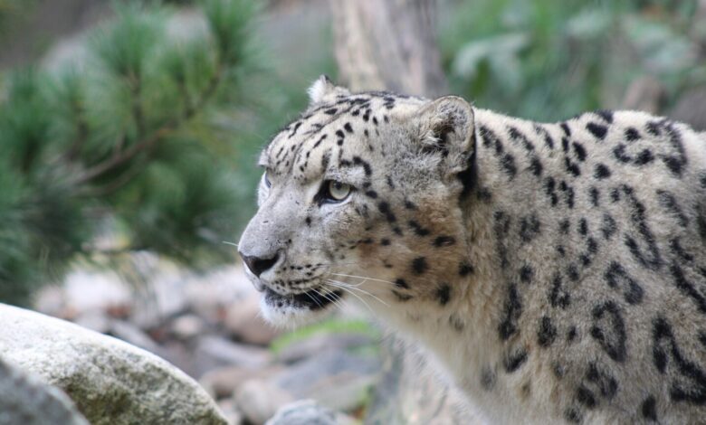 Photo of (Видео) Скијачка нападната од снежен леопард во Кина