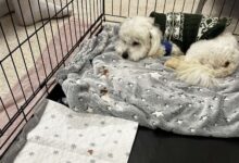 Photo of Пансионот „Ав ав хепи догс“ ќе си продолжи да работи, АХВ не провери присуство зараза туку даде препораки за чистење и тестирање