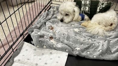 Photo of Пансионот „Ав ав хепи догс“ ќе си продолжи да работи, АХВ не провери присуство зараза туку даде препораки за чистење и тестирање